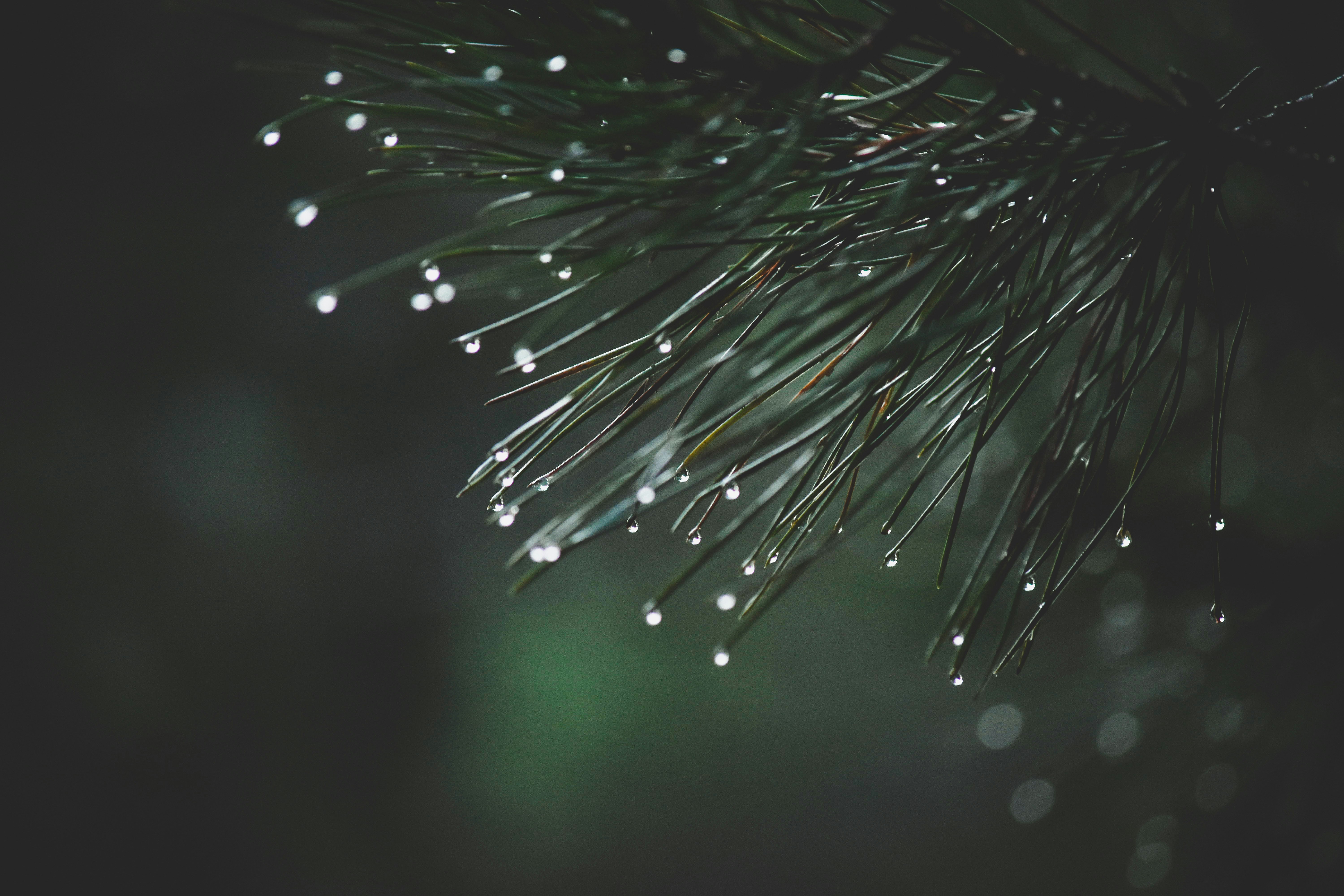 water droplets on brown plant stem